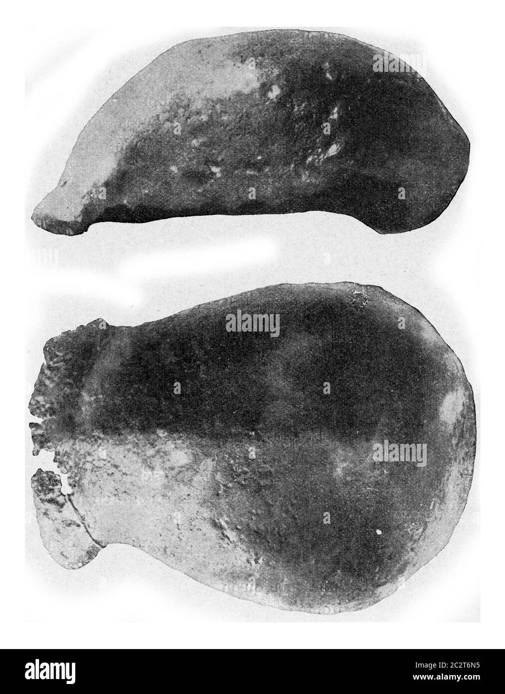 Parte superiore del cranio di Dubois Pithecantropus erectus, illustrazione d'epoca incisa. Dall'Universo e dall'umanità, 1910. Foto Stock