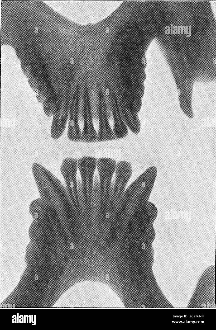 Le fasi di sviluppo delle viste orangolose mascellari dall'interno, illustrazione vintage incisa. Dall'Universo e dall'umanità, 1910. Foto Stock