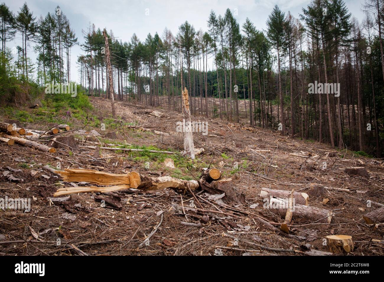 Una foresta di abete rosso vicino a Odenthal nella regione di Bergisches Land che è morto a causa della siccità e del barbabietole, è stato eliminato, Renania settentrionale-Vestfalia, Ger Foto Stock