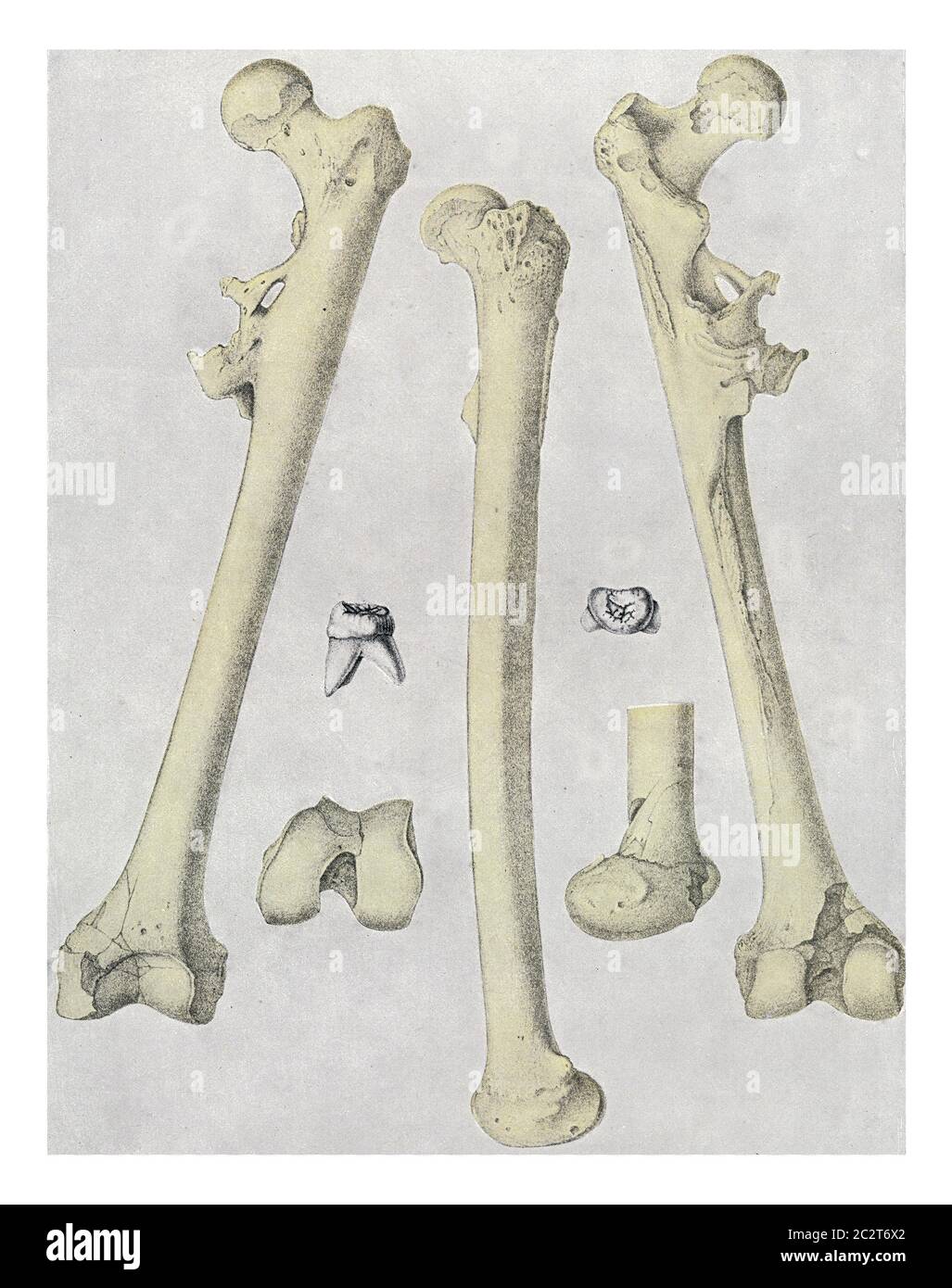 Ossa e denti di Pitecantropo erectus, illustrazione d'epoca incisa. Dall'Universo e dall'umanità, 1910. Foto Stock