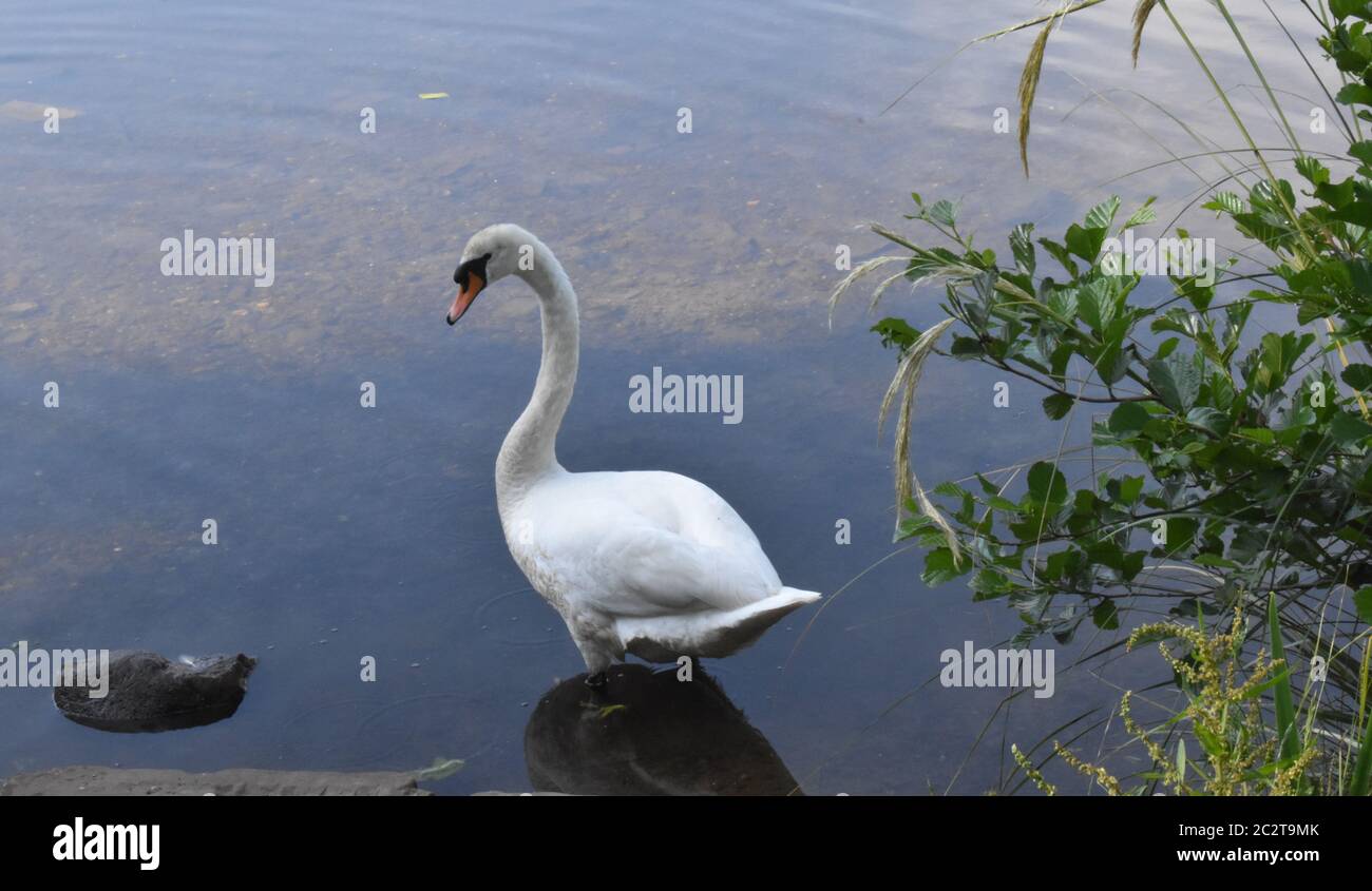 Un bel cigno bianco solitario su un lago scozzese in estate. Foto Stock