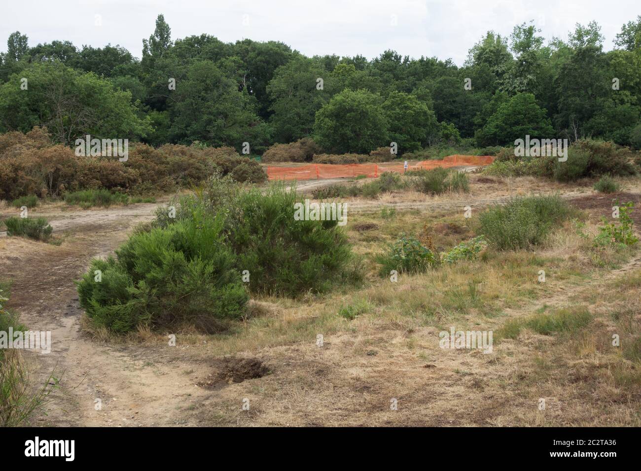 Misure di conservazione su Barnes Common per cercare di fermare la distruzione di pianura acido prateria, Londra, Regno Unito Foto Stock
