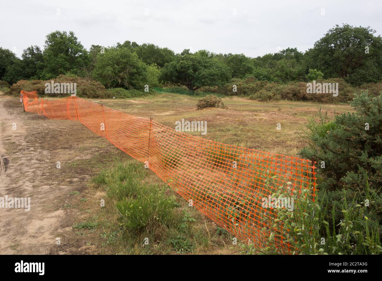 Misure di conservazione su Barnes Common per cercare di fermare la distruzione di pianura acido prateria, Londra, Regno Unito Foto Stock