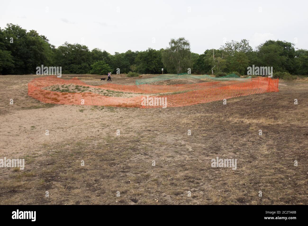 Misure di conservazione su Barnes Common per cercare di fermare la distruzione di pianura acido prateria, Londra, Regno Unito Foto Stock