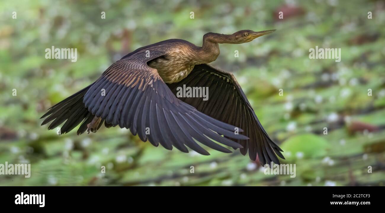 Uccello serpente che volano sull'acqua Foto Stock