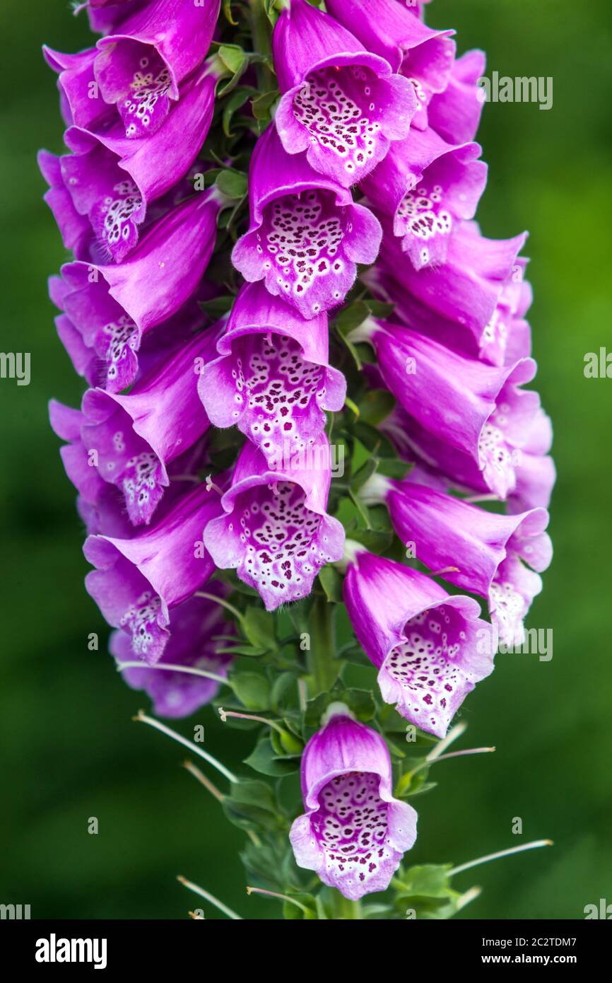 Foxglove giardino Digitalis purpurea fiori Foto Stock