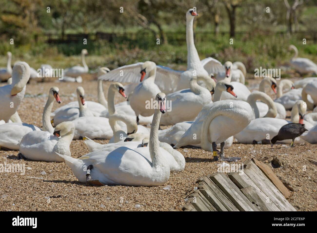 Gregge di cigni durante il periodo di alimentazione presso Abbotsbury swannery a Dorset, Regno Unito Foto Stock