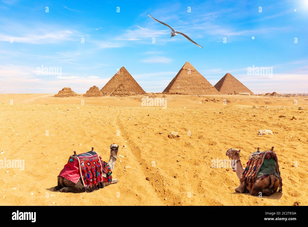 Piramidi egiziane, cammelli e gabbiano, Giza. Foto Stock