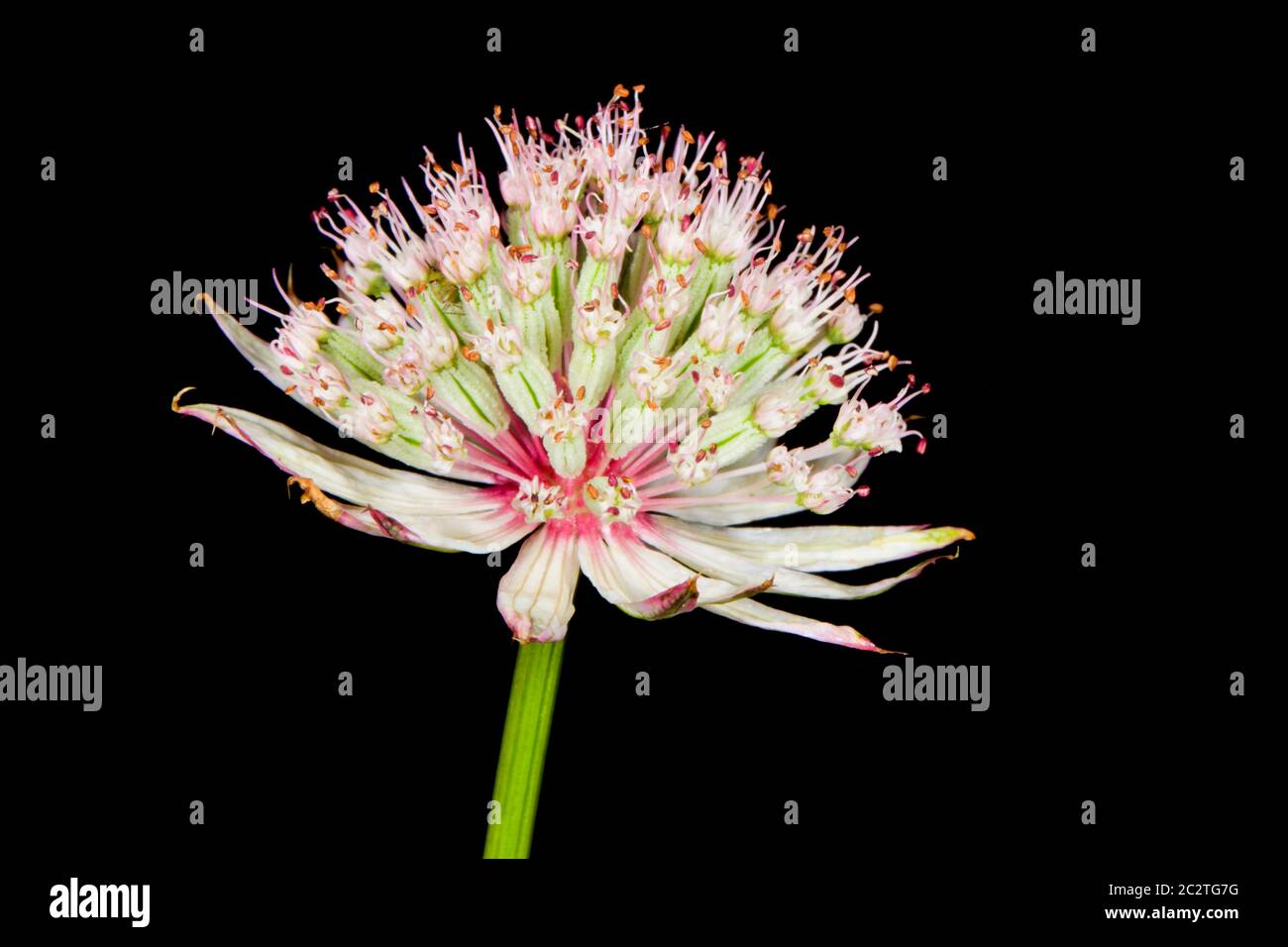 Astrantia principale Foto Stock