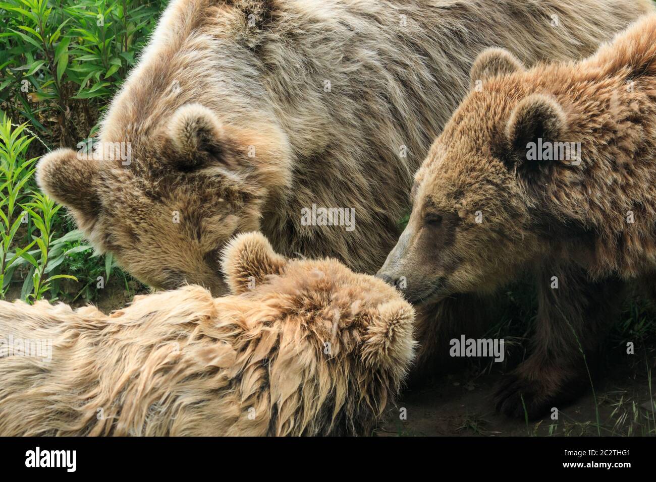 Tre orsi bruni europei o eurasiatici (ursus arctos arctos) si stringono in erba Foto Stock
