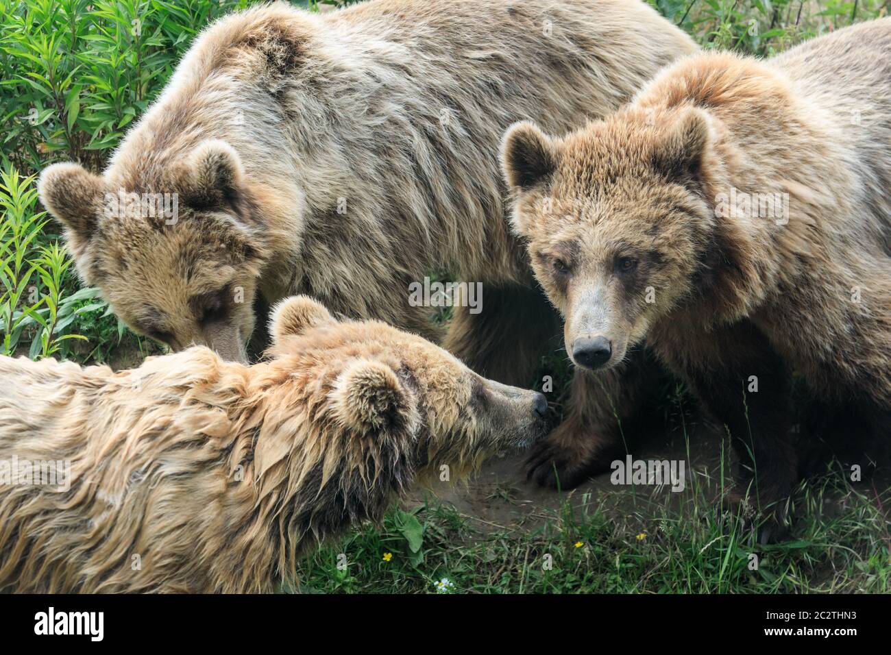 Tre orsi bruni europei o eurasiatici (ursus arctos arctos) si stringono in erba Foto Stock