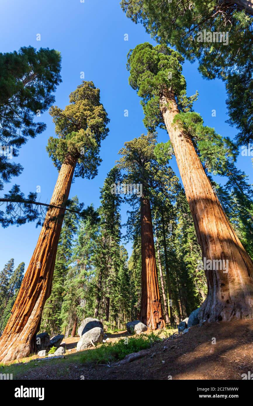 Vista dal basso su pini giganti al Sequoia National Park, California USA Foto Stock