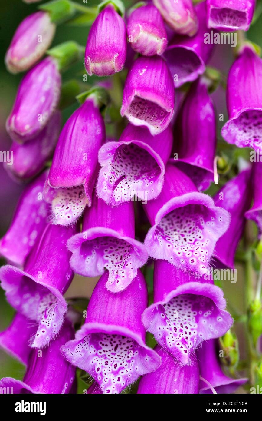 Viola Foxglove fiori Digitalis purpurea Foto Stock