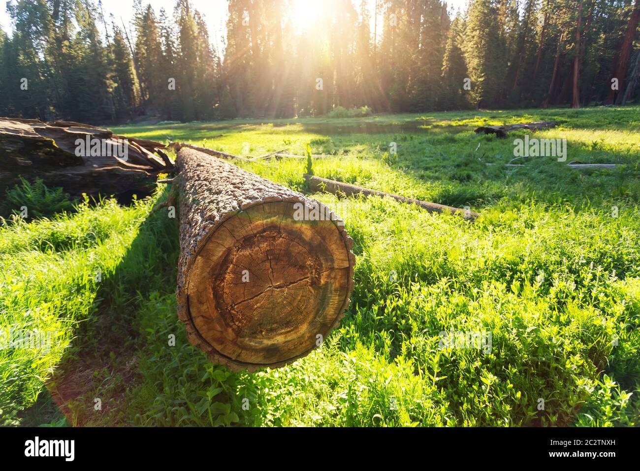 Albero di Cuted su prato verde al tramonto nel Sequoia National Park, California USA Foto Stock