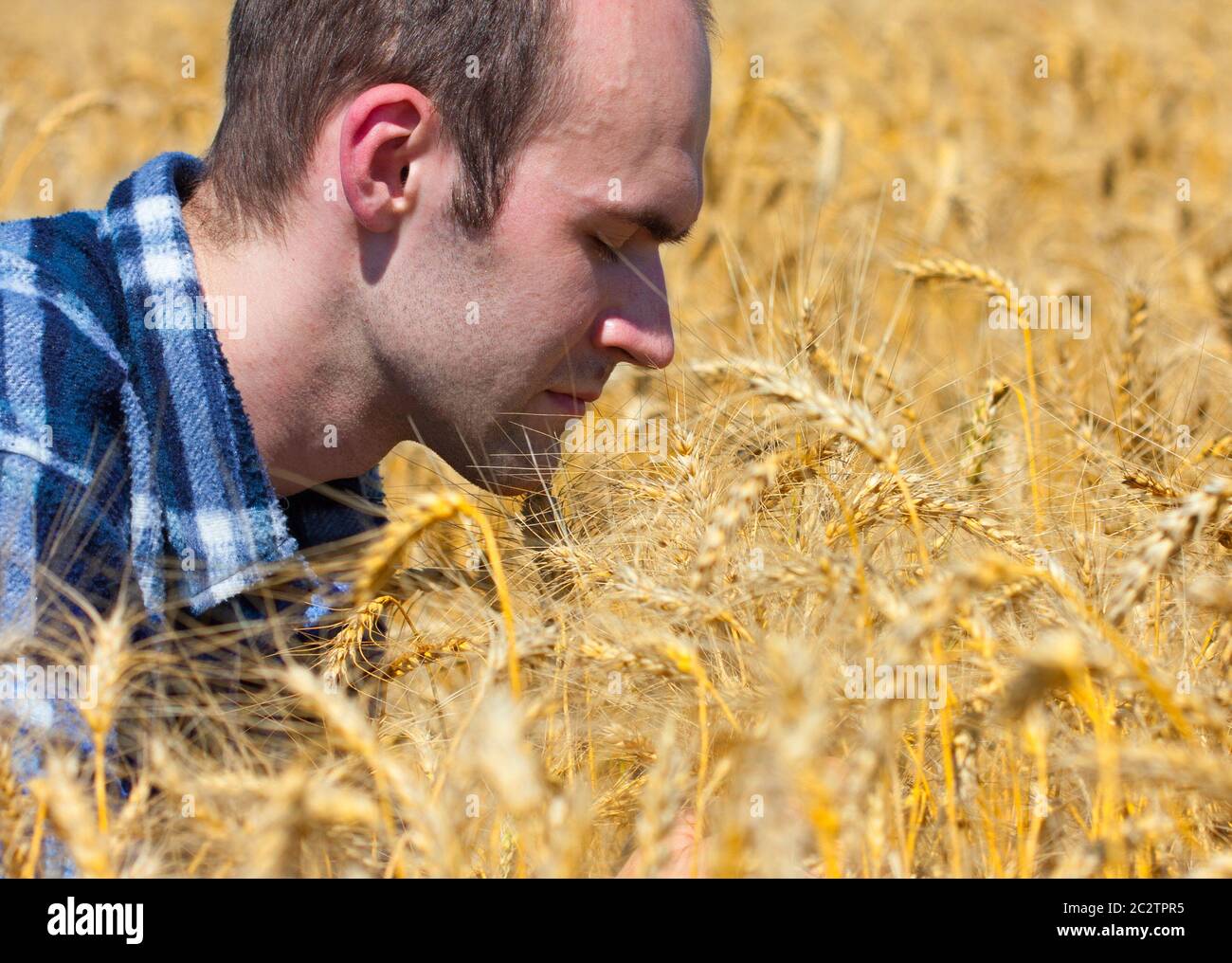 Grato agricoltore nel campo di grano pregando per il raccolto Foto Stock