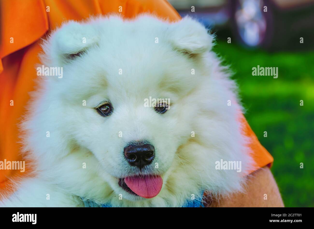 Un uomo che tiene un cucciolo Samoyed/Bjelkier tra le braccia, che guarda direttamente la macchina fotografica. Foto Stock