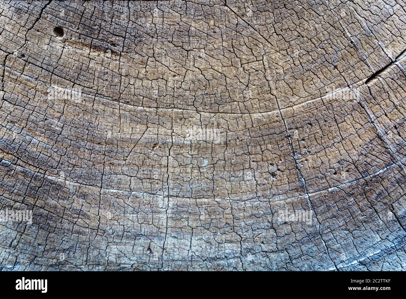 Closeup sega secca albero taglio. Vecchia struttura dell'albero morto. Foto Stock
