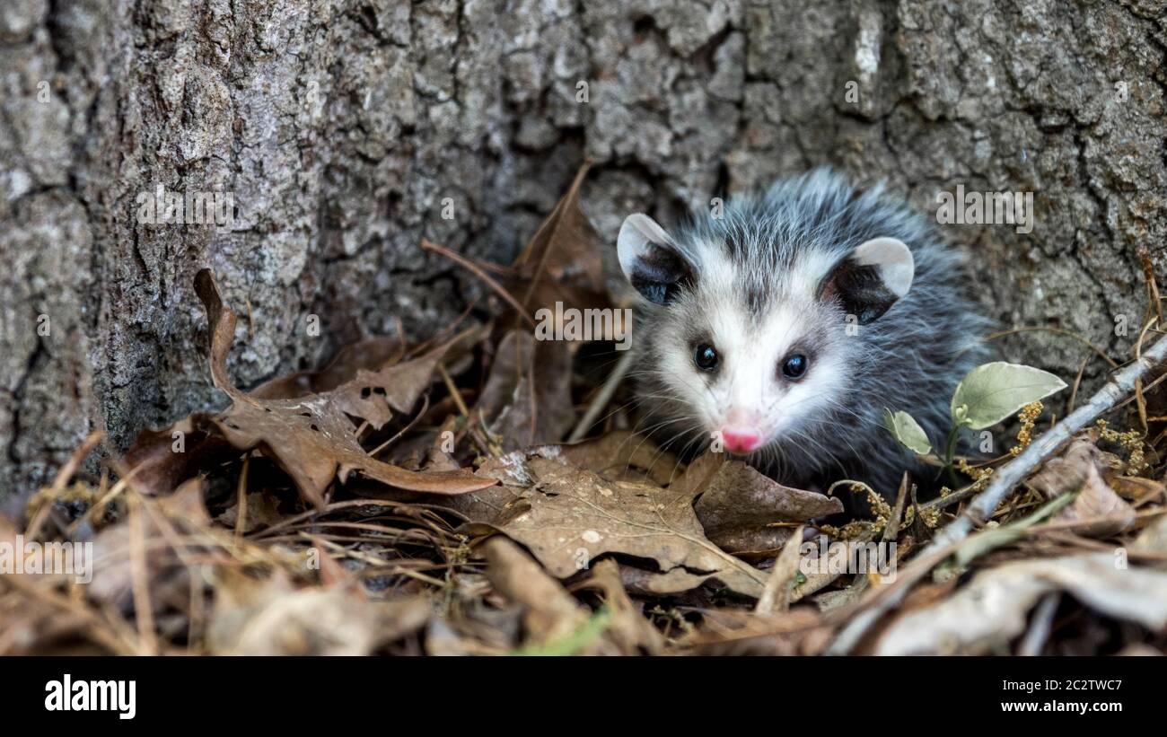 Opossum del bambino con il naso rosa che sta in piedi nelle foglie davanti all'albero in Carolina del Nord Stati Uniti Foto Stock