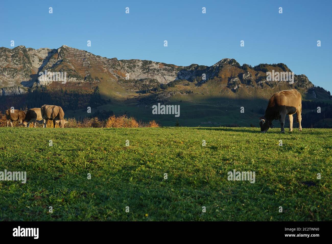 Giovani mucche sul prato di montagna in autunno di fronte ad una montagna. Foto Stock