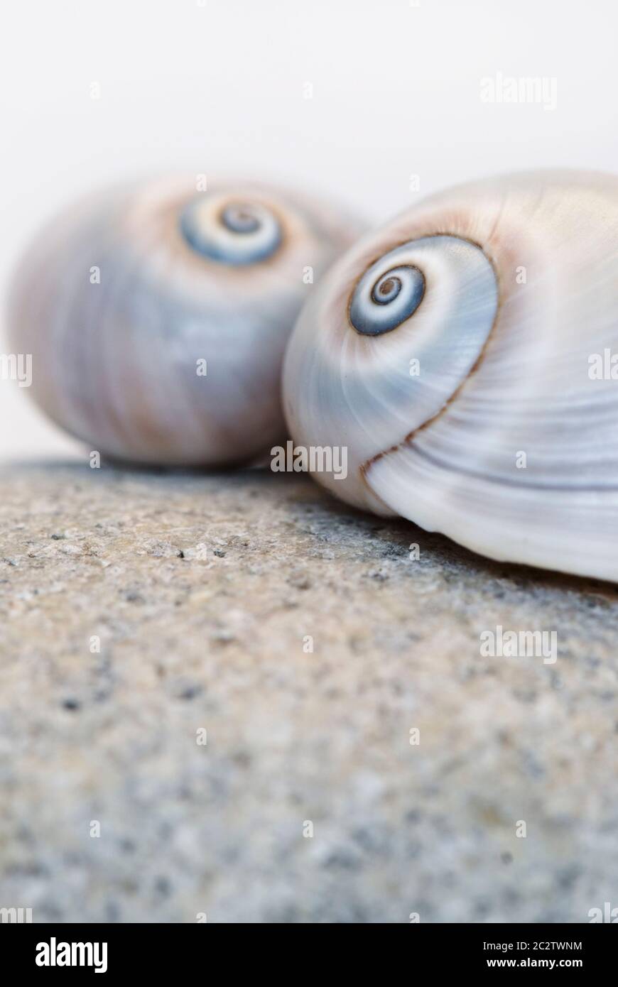 Primo piano della bellissima Neverita duplicata o conchiglia ad occhio di squalo Foto Stock