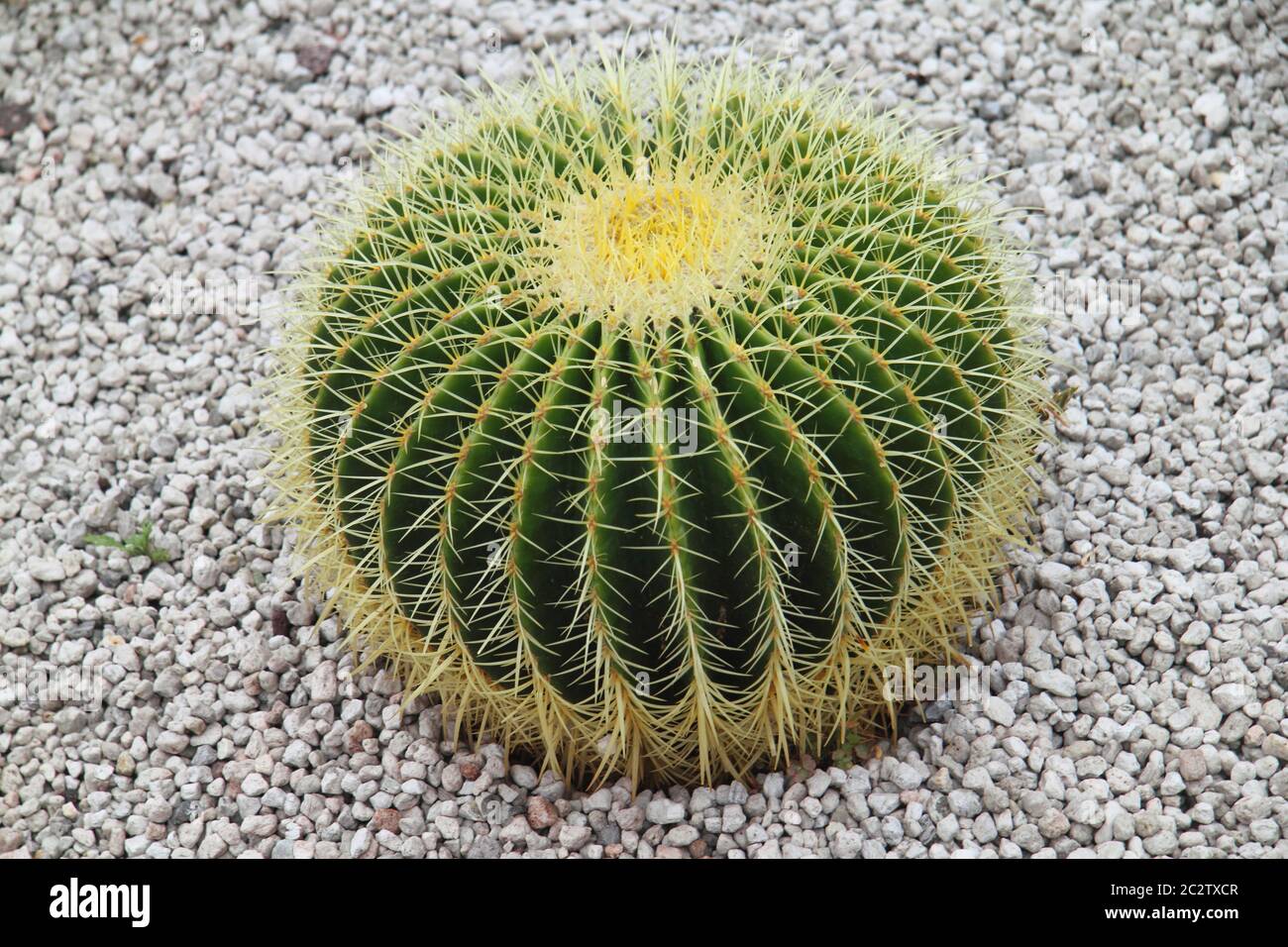 Cactus a barile dorato (Echinocactus grusonii) Foto Stock