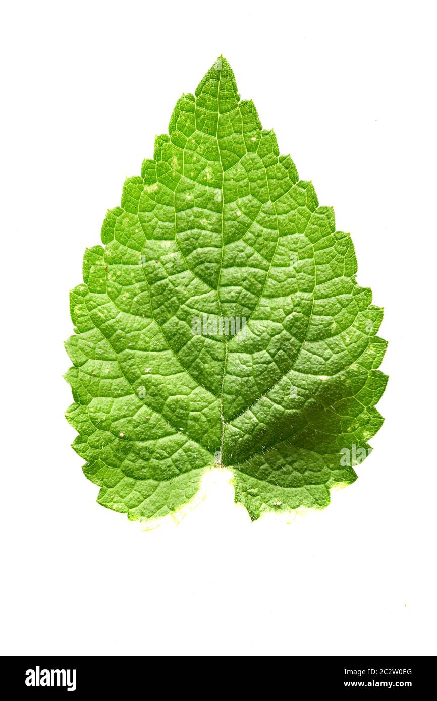 Parte superiore o anteriore della foglia venata verde della pianta o delle erbacce di Hedge Woundhurt (Stachys Lamiaceae). Foto Stock