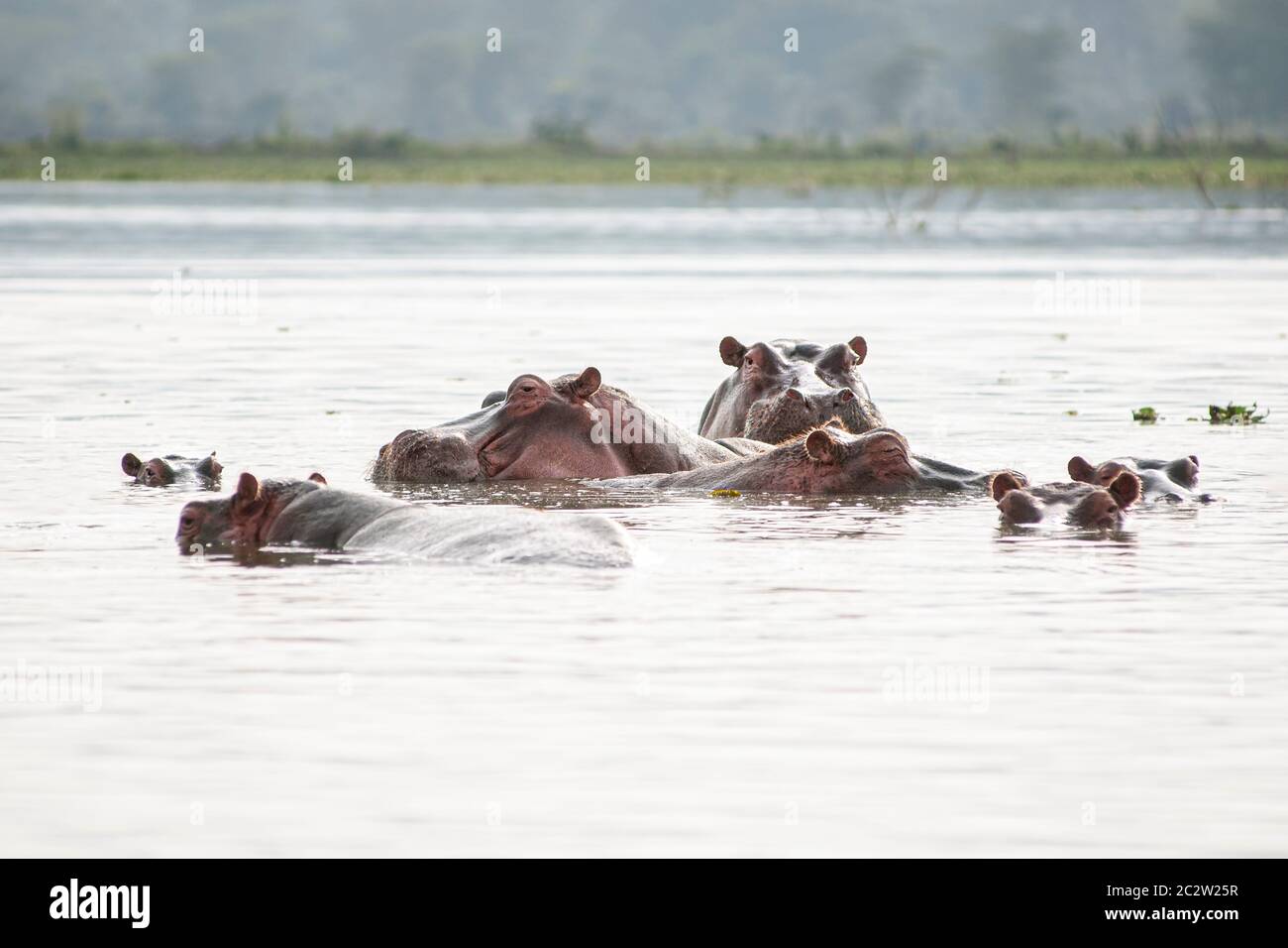 Ippopotamo comune, ippopotamo anfibio, riposando in acqua nel Parco Nazionale del Lago Naivasha. Kenya. Africa. Foto Stock