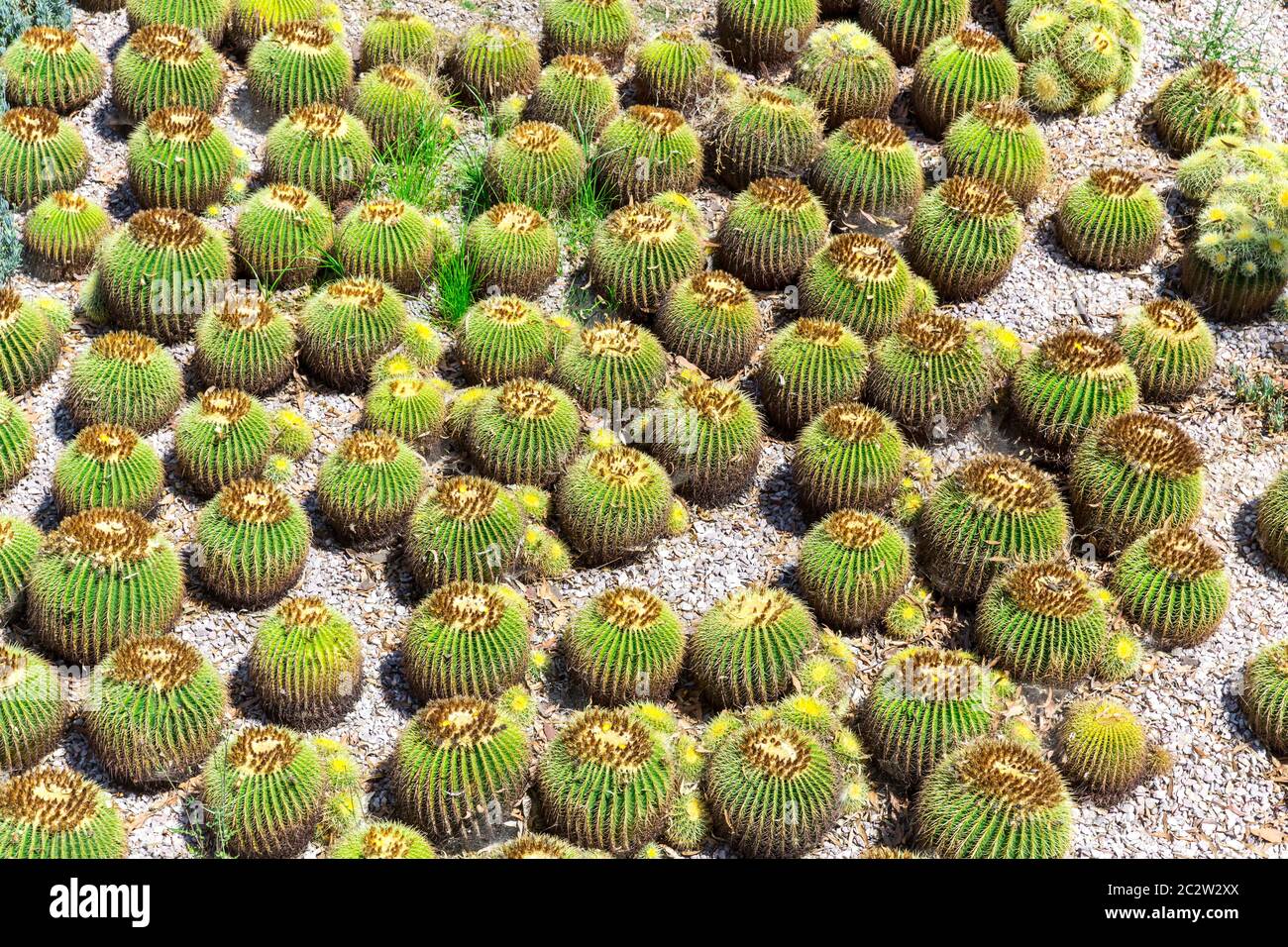 Molti piccoli cactus verdi. Piante desertiche sbaccate. Foto Stock