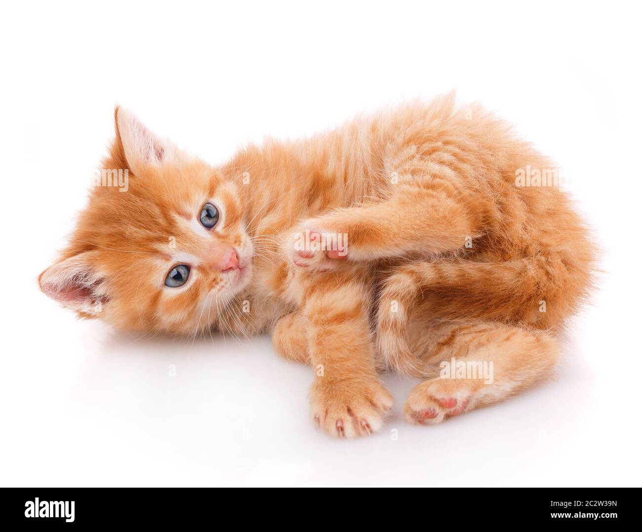 Lanuginoso rosso gatto sdraiato sulla schiena su sfondo bianco Foto Stock