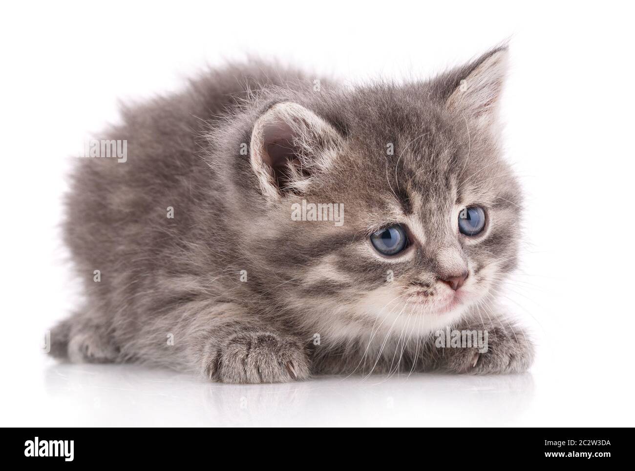 Gattino grigio poggiato su uno sfondo bianco. Ricerca ambientale. Foto Stock