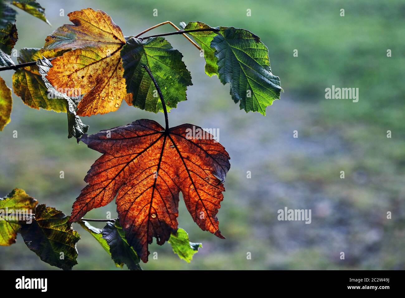 Una foglia d'autunno rossa e una gialla retroilluminata su un albero Foto Stock