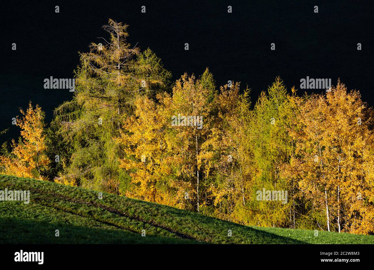 Luci e ombre. Autunno mattina villaggio di montagna dintorni colline erbose, piccolo pineta-aspide boschetto in prima luce sole, ombra profonda Foto Stock