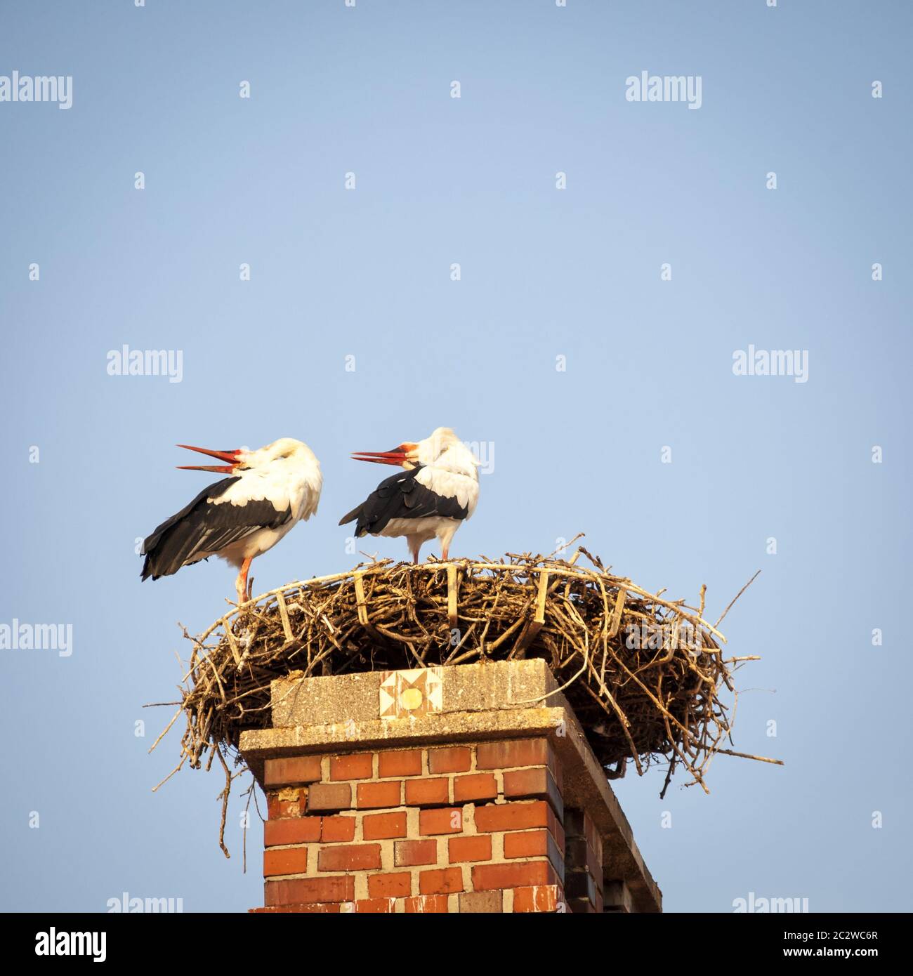 Due cicogne che si rattonano nel loro nido Foto Stock