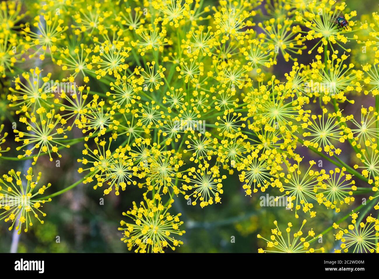 Sfondo dettagliato di ombrelli di fiori di aneto giallo. Foto Stock