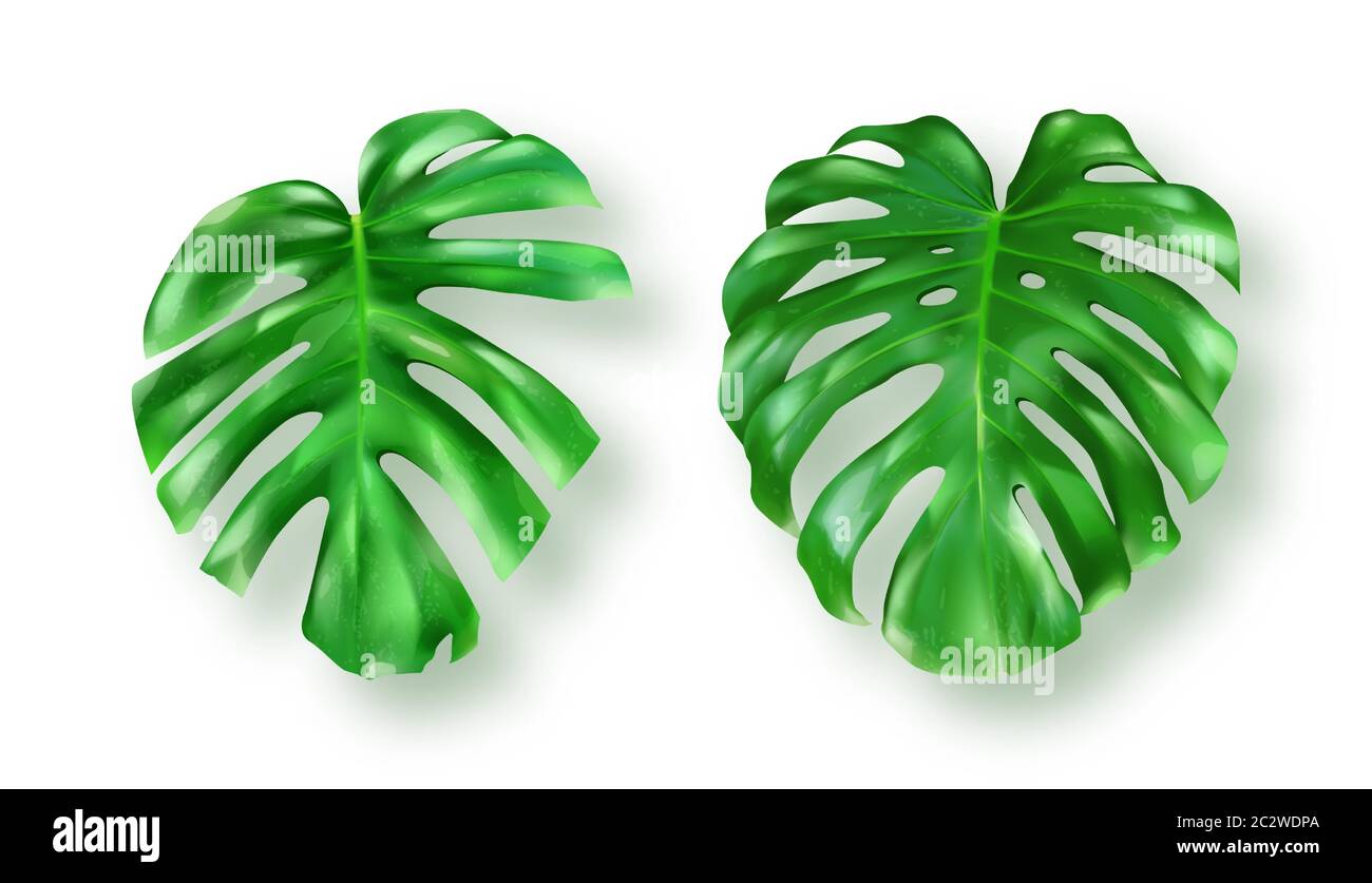 Foglie di monstera verde tropicale su sfondo bianco insieme vettoriale. Splendido elemento di design botanico isolato, pianta di palme della giungla tropicale, filodendo esotico Illustrazione Vettoriale