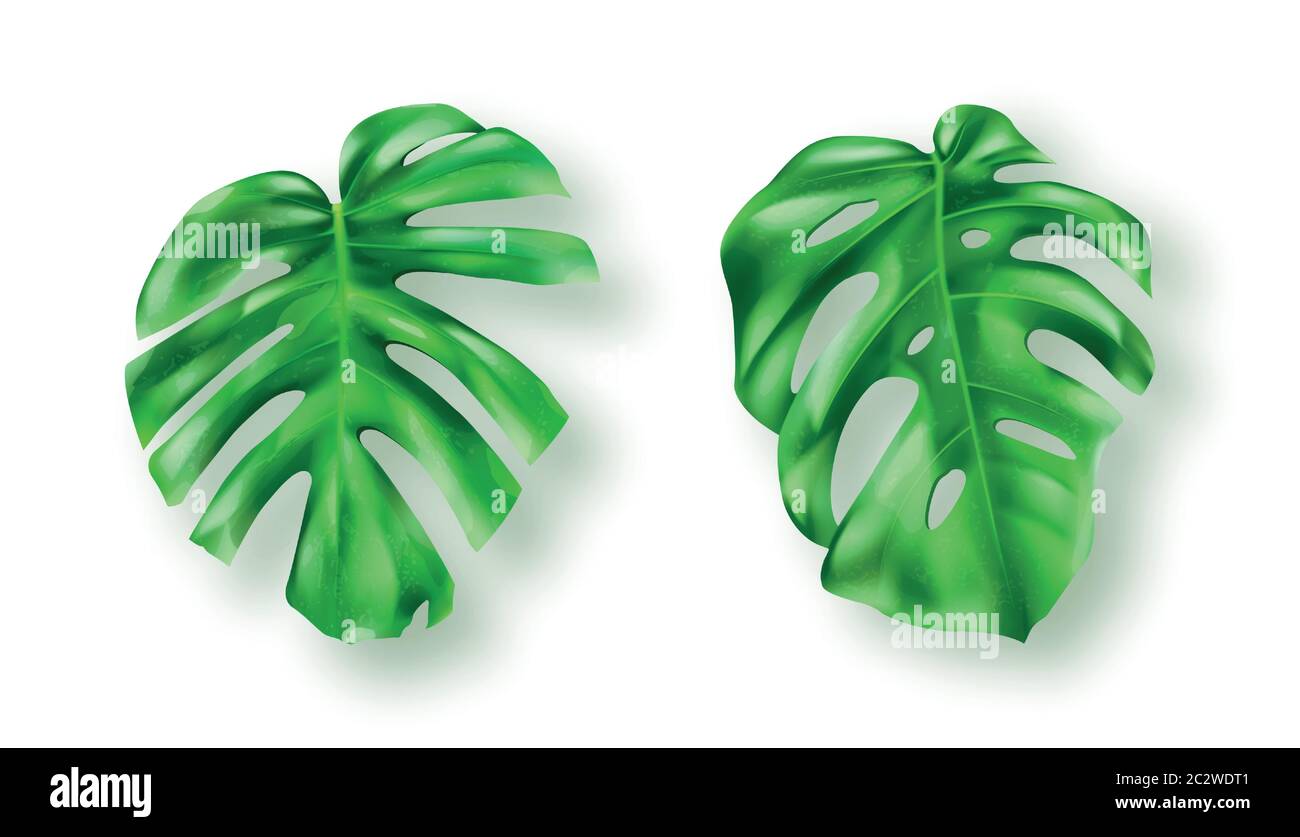 Foglie di monstera verde tropicale su sfondo bianco insieme vettoriale. Splendido elemento di design botanico isolato, pianta di palme della giungla tropicale, filodendo esotico Illustrazione Vettoriale