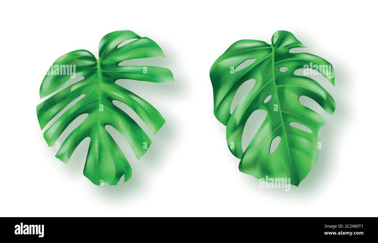 Foglie di monstera verde tropicale su sfondo bianco insieme vettoriale. Splendido elemento di design botanico isolato, pianta di palme della giungla tropicale, filodendo esotico Illustrazione Vettoriale