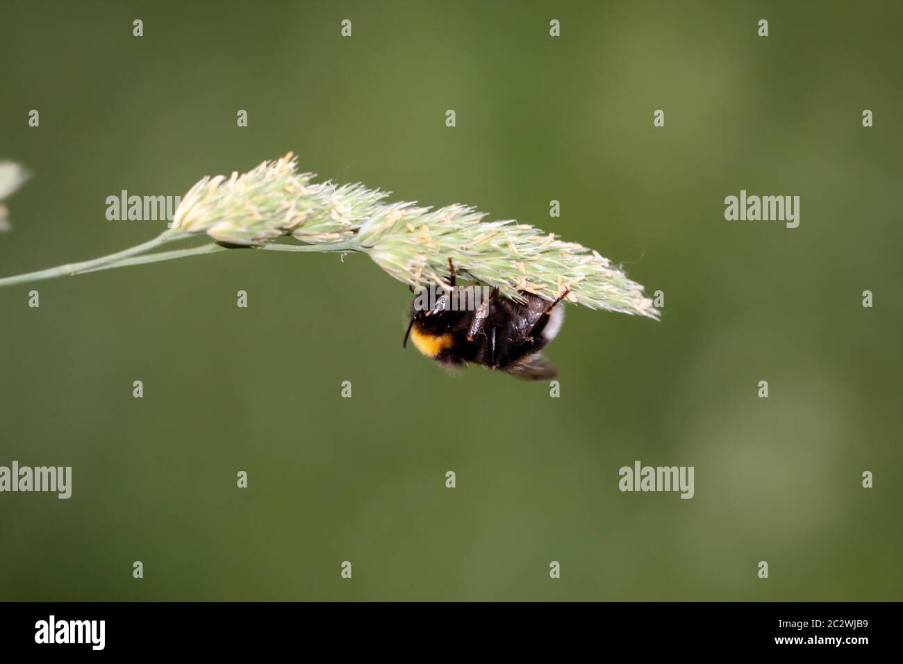un bumblebee su una lama di erba Foto Stock