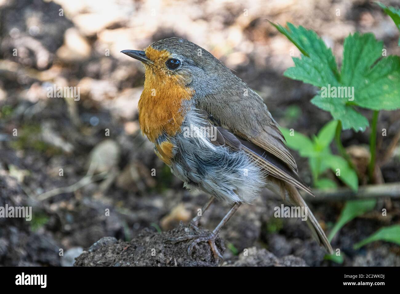 Side on, dettaglio primo piano di un giovane Robin (Erithacus rubbecula) sul terreno in estate: Grande Torrington, Devon, Inghilterra. Foto Stock Side on, dettaglio primo piano di un giovane Robin (Erithacus rubbecula) sul terreno in estate: Grande Torrington, Devon, Inghilterra. Foto Stock