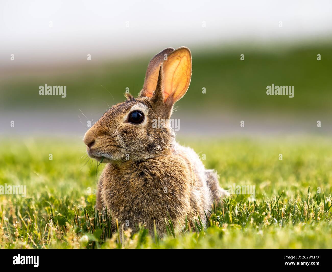 Una foto a livello di occhio di un coniglio coniglietto cortile posteriore con pelliccia marrone che si posa in erba con le sue orecchie su e una lama di erba appesa dalla sua bocca, fino Clo Foto Stock