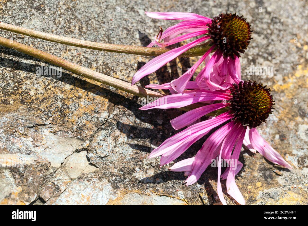 Echinacea simulata di Coneflower viola con foglia ondulata fiore viola, Coneflower, Heads Glade Coneflower lungo, stretto, che lascia cadere petali dal rosa pallido al viola Foto Stock