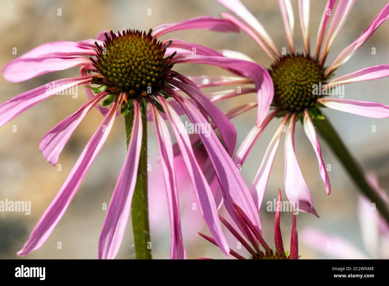Echinacea pallida fiori coneflowers in piena fioritura Foto Stock