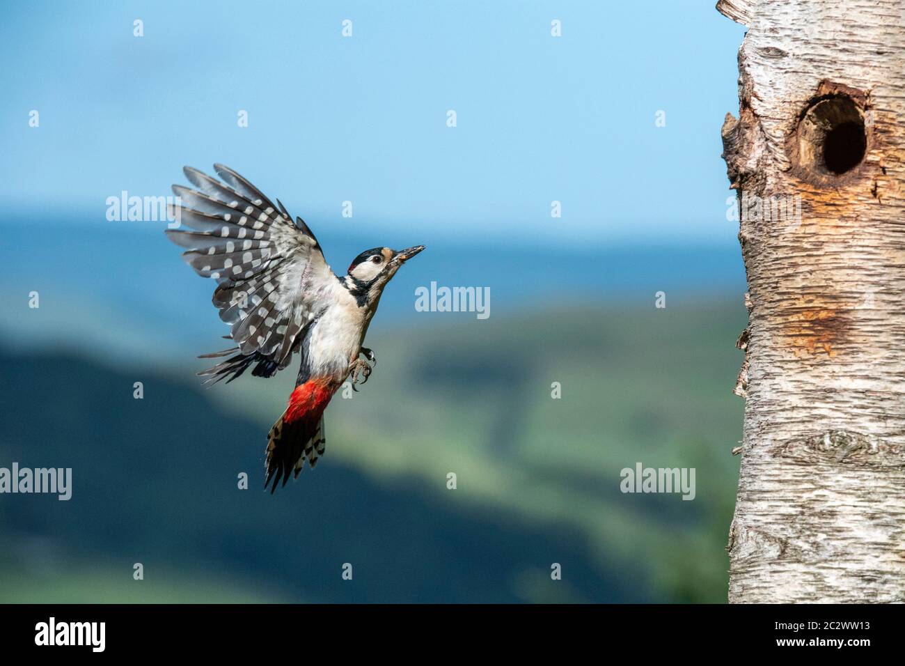 UCCELLO. Great Spotted Woodpecker ( maschio ) in volo, atterrando vicino al buco del nido, Galles, Regno Unito Foto Stock