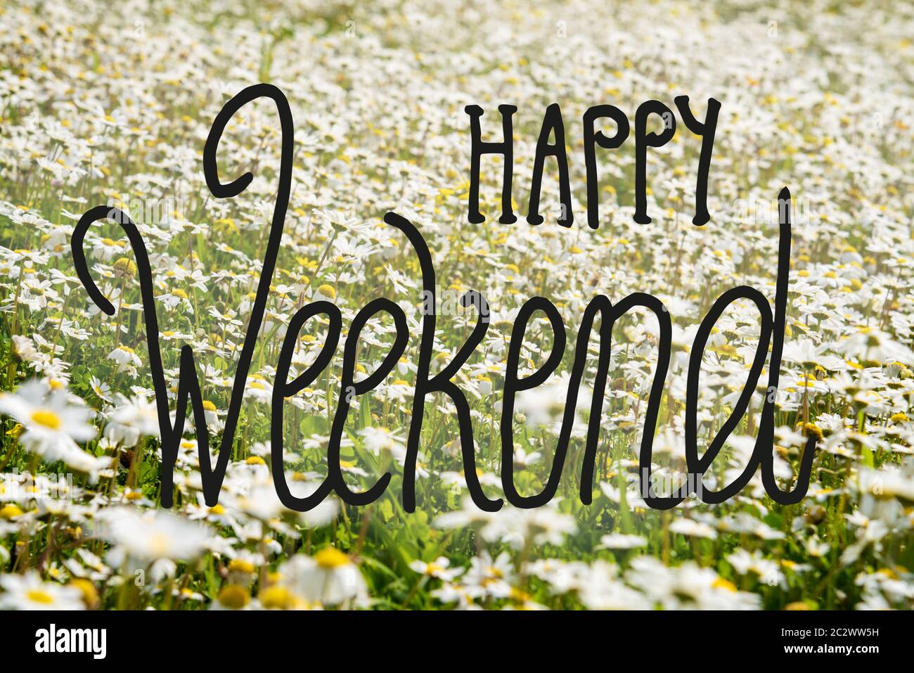 Italian Calligraphy Happy Weekend. Bel Paesaggio Di Sunny, White Daisy Flower Meadow In Primavera. Foto Stock