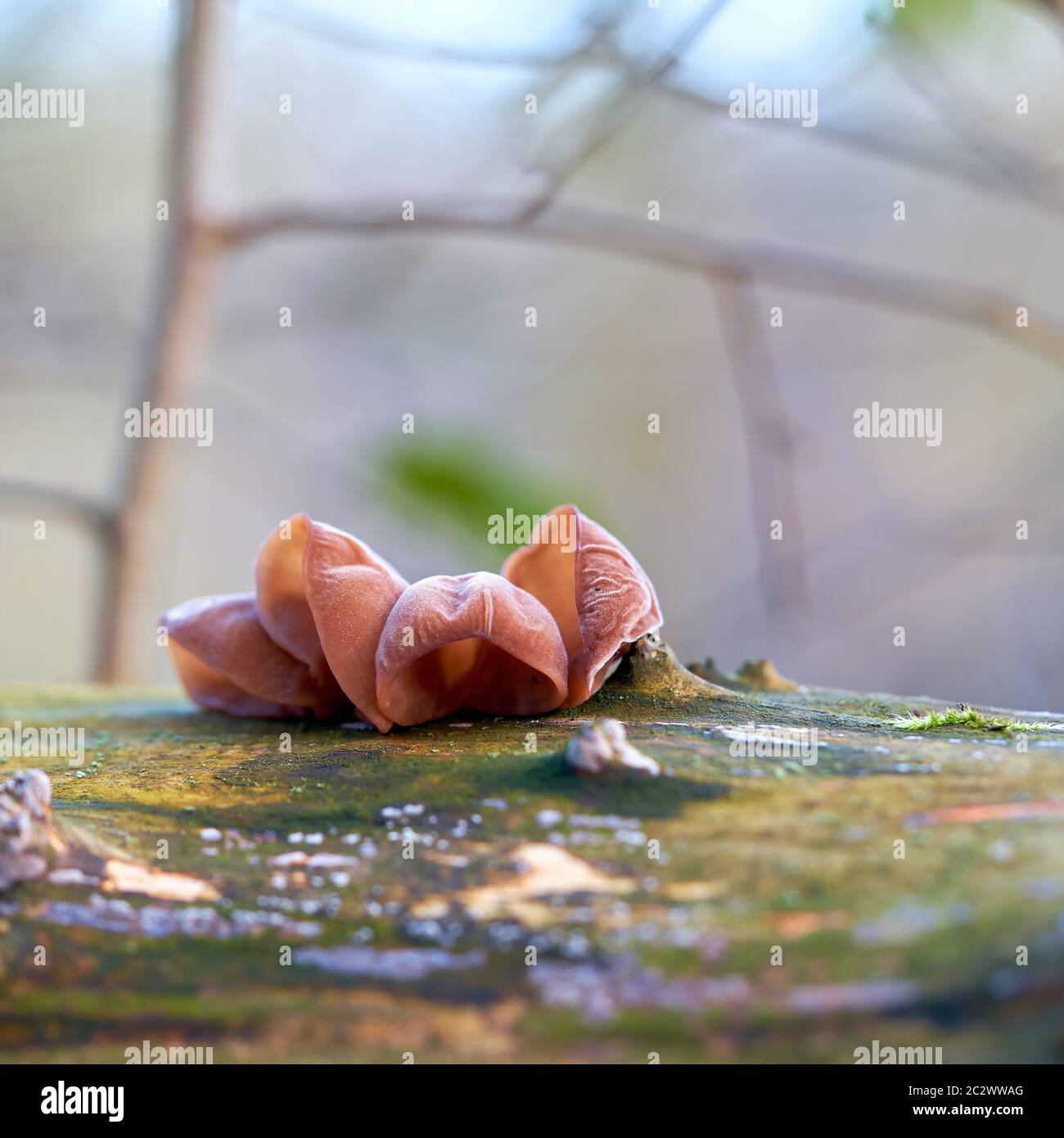 Orecchie di Giuda (Auricularia padiglione auricolare-judae) su un albero morto tronco nella foresta Foto Stock