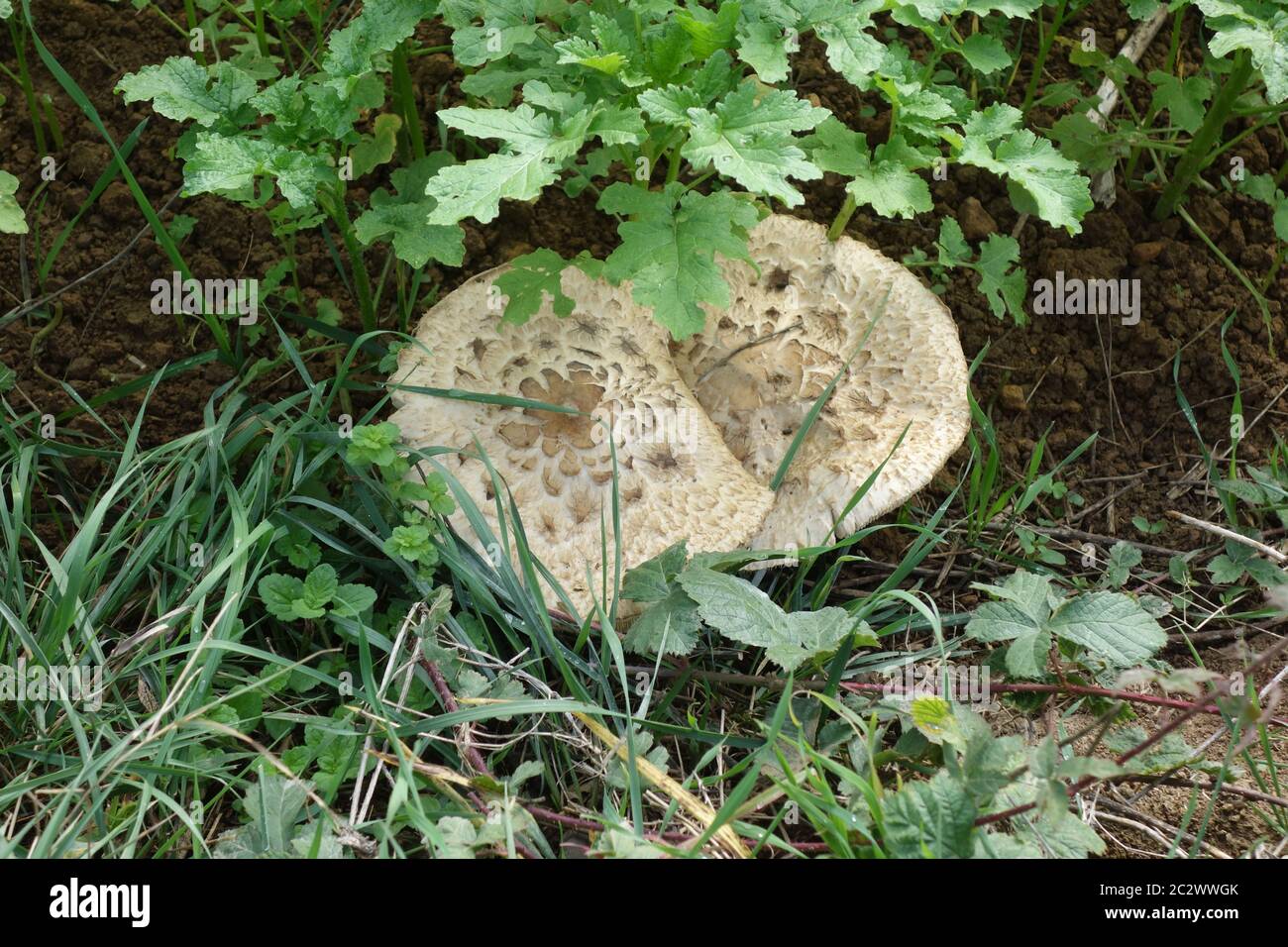 Macrolepiota procera, Parasol fungo Foto Stock