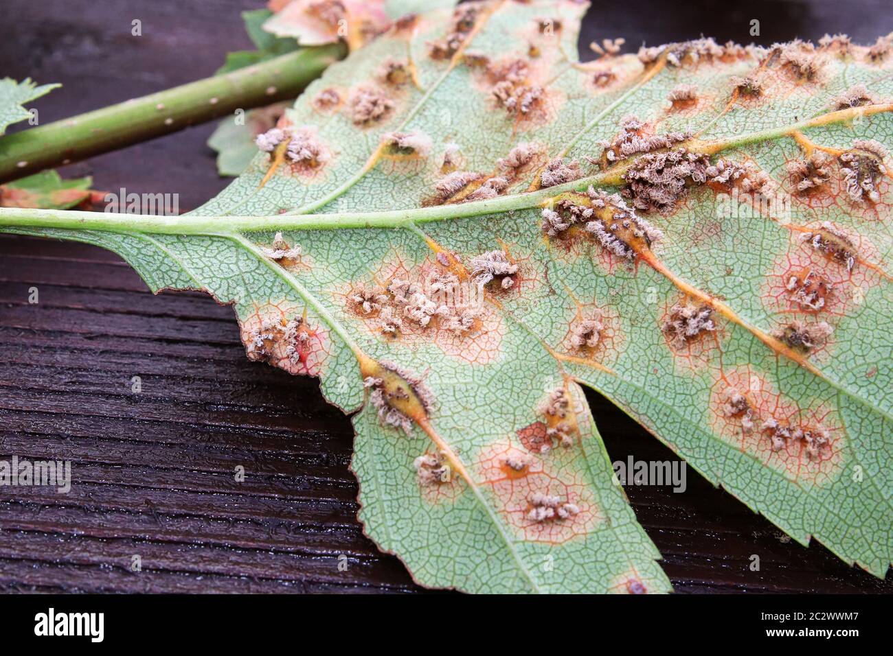 Il lato inferiore delle foglie infettate con ruggine di biancospino di ginepro. Foto Stock