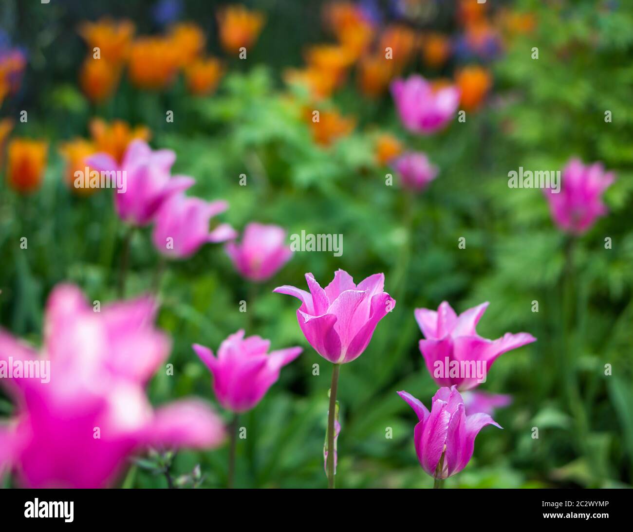 Rosa in fiore tulipano in un giardino, fotografati con una messa a fuoco selettiva e una profondità di campo ridotta, sfondo sfocato Foto Stock