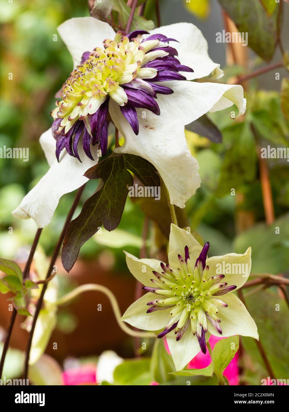 Fiore maturo e immaturo dell'arrampicatore ornamentale a fiori semirigido, estate-autunno, Clematis florida var. Sieboldiana 'Viennetta' Foto Stock