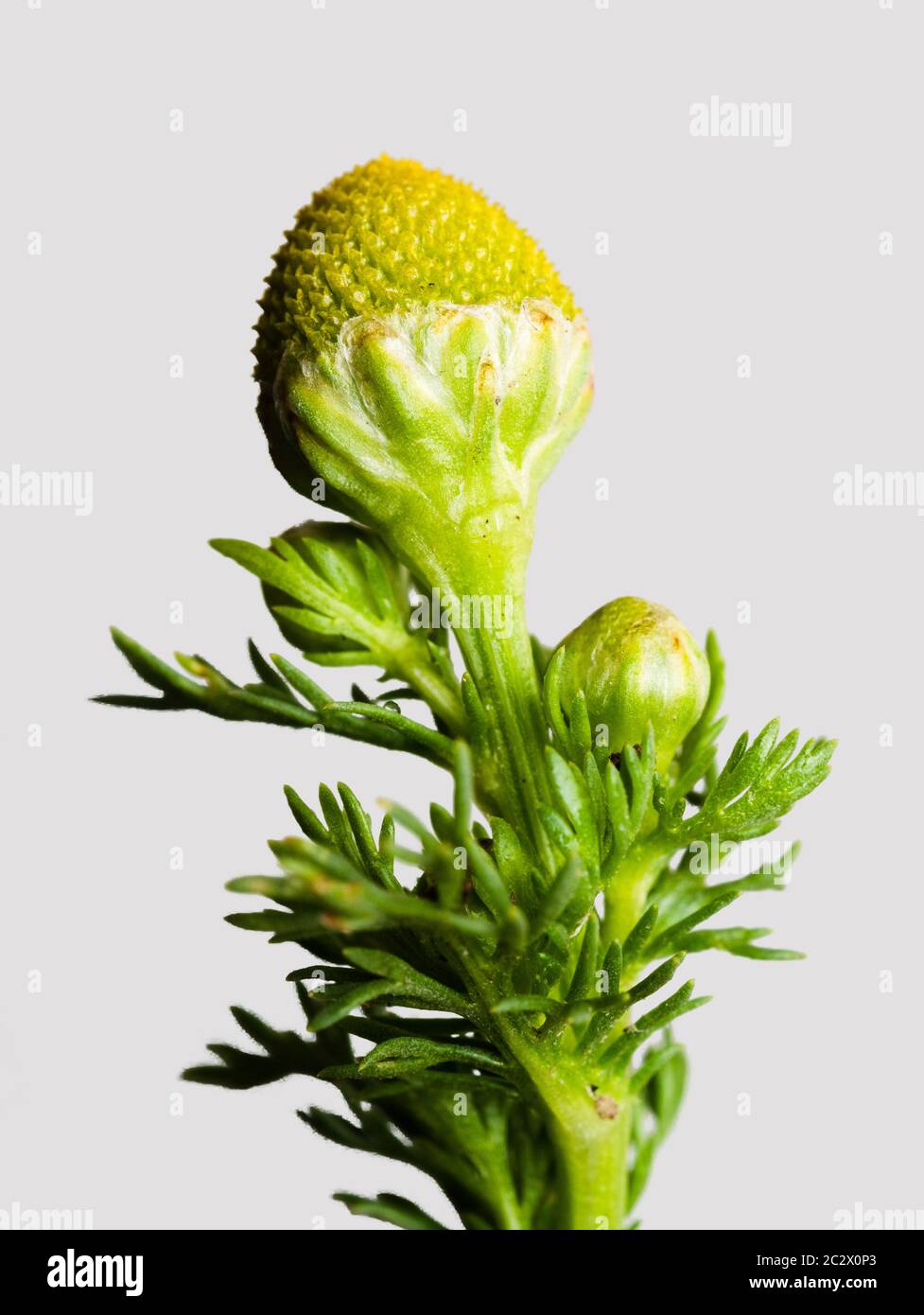 Fogliame piume e teste coniche gialle di fiori dell'erbaccia di ananas, Matricaria discoidea, un fiore selvatico e erbacce da giardino del Regno Unito, su uno sfondo grigio Foto Stock